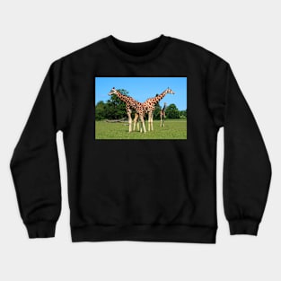 Girafs in Knuthenborg Safari park in Denmark Crewneck Sweatshirt